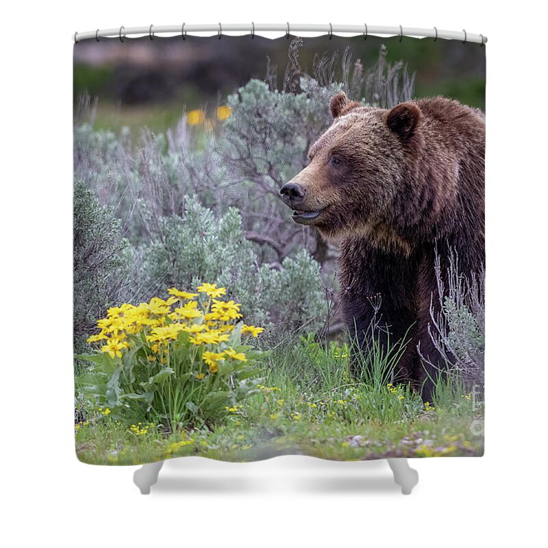 Grizzly 399 Tetons Shower Curtain featuring the photograph 399 by Rudy Viereckl