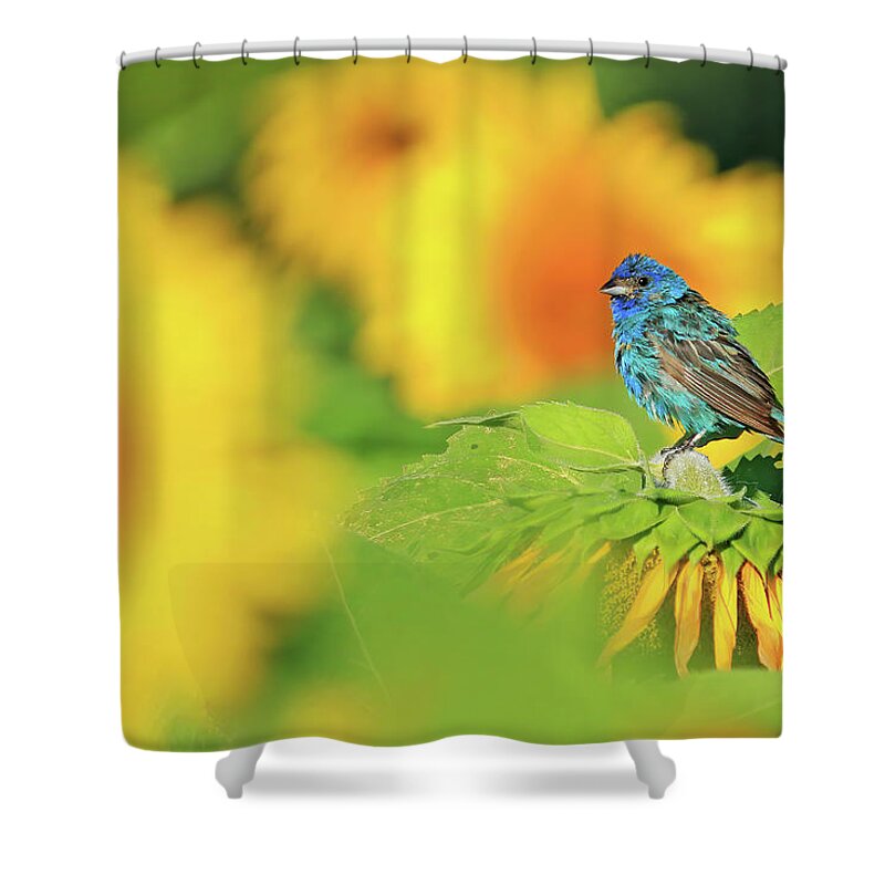 Indigo Bunting Shower Curtain featuring the photograph An Indigo Bunting Perched on a Sunflower #4 by Shixing Wen