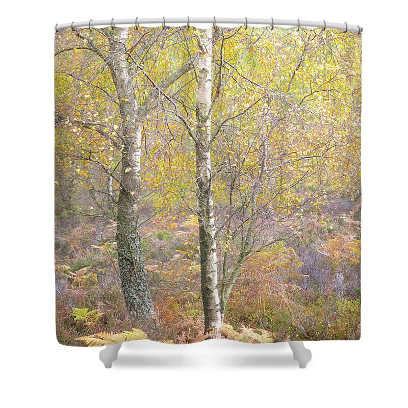 Autumn Shower Curtain featuring the photograph Autumn with bilberries, bracken and silver birch trees #4 by Anita Nicholson