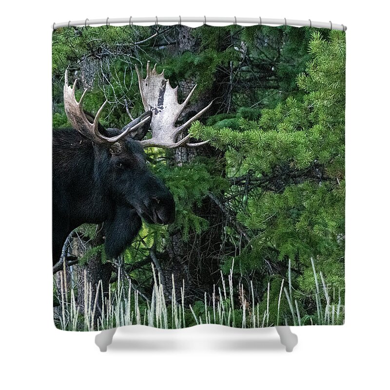 Colorado Shower Curtain featuring the photograph Bull Moose #4 by Patrick Nowotny
