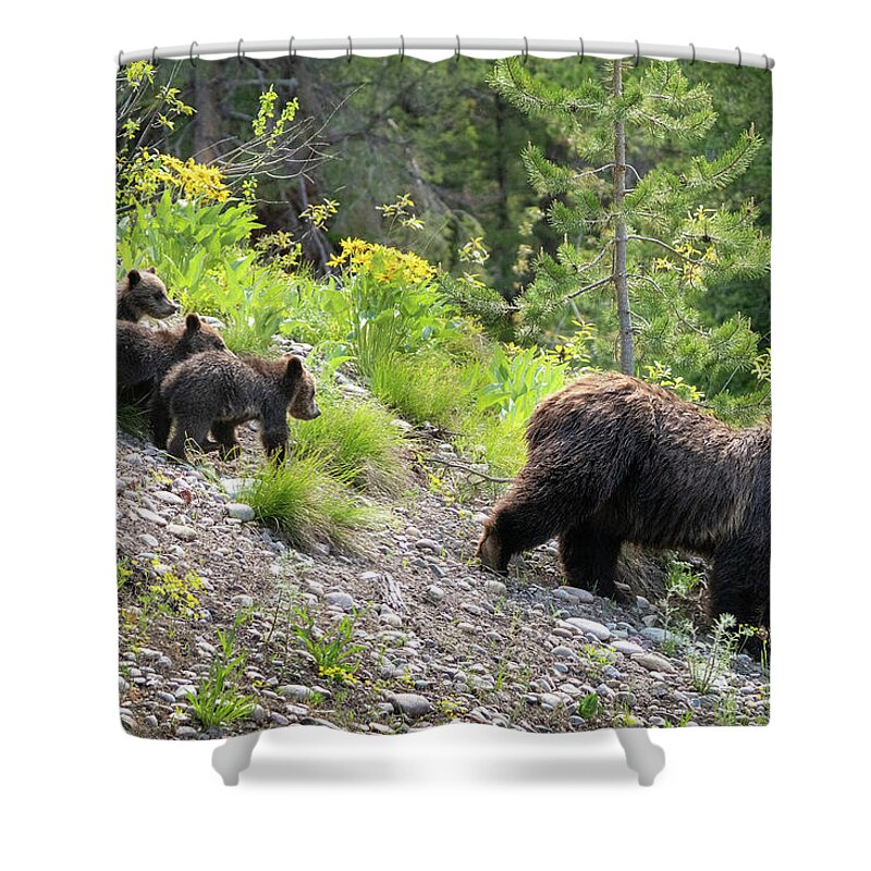 Bear Shower Curtain featuring the photograph 4 Cubs with Mama Grizzly Bear #399 by Wesley Aston