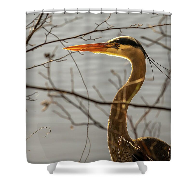 Wildlife Shower Curtain featuring the photograph Great Blue Heron #4 by Rick Nelson