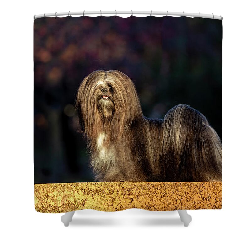 Lhasa Apso Shower Curtain featuring the photograph Lhasa Apso in Full Coat by Diana Andersen