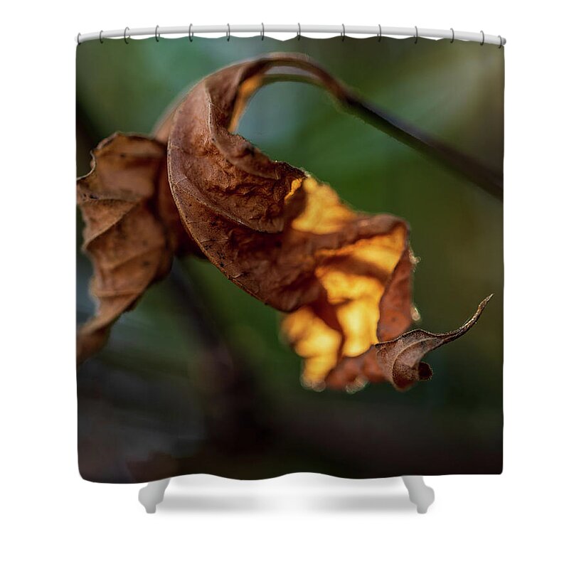 Landscape Shower Curtain featuring the photograph Nature Photography - Fall Leaves #4 by Amelia Pearn