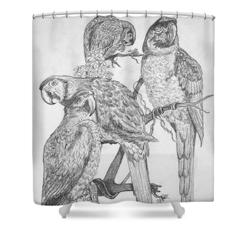 Parrots Shower Curtain featuring the drawing 4 Parrots by Vallee Johnson