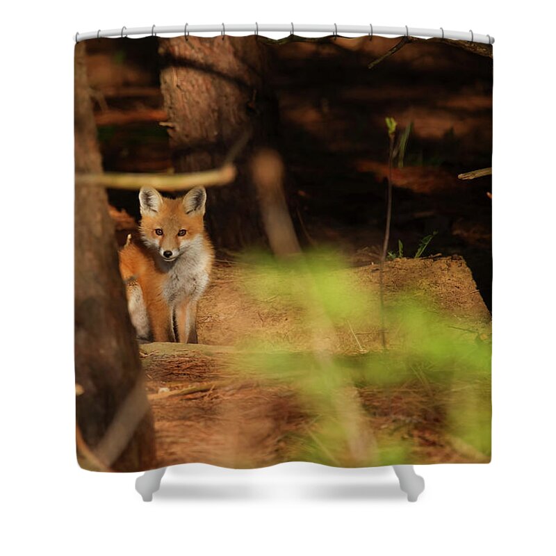 Red Fox Shower Curtain featuring the photograph Red Fox #5 by Brook Burling