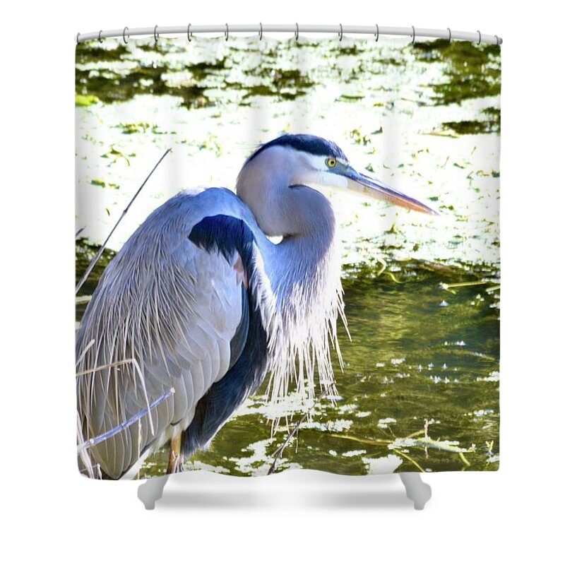Great Blue Heron Shower Curtain featuring the photograph Great Blue Heron #5 by Warren Thompson