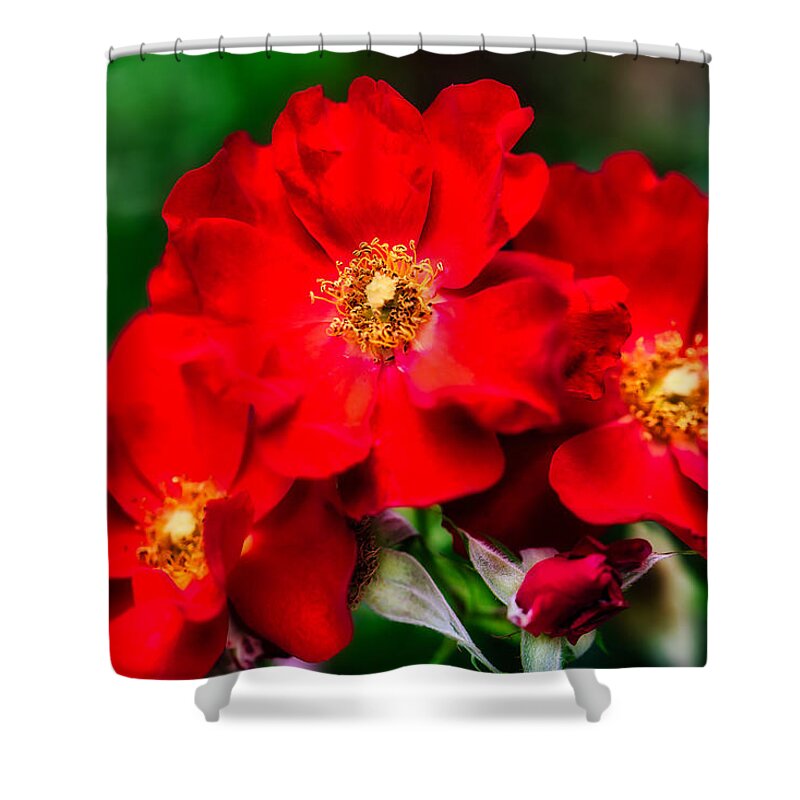 Rose Shower Curtain featuring the photograph Rose #5 by Bruce Block