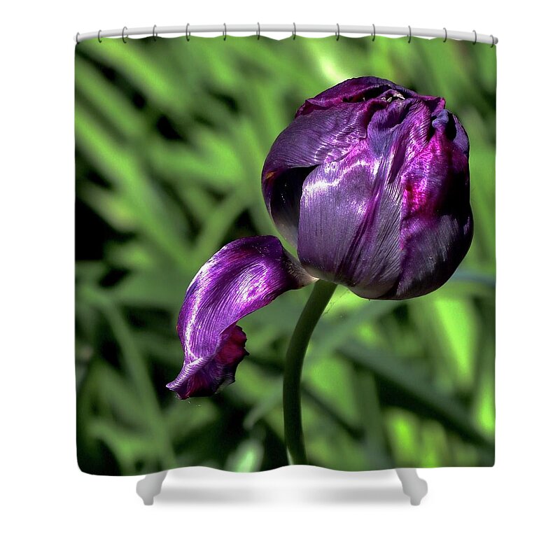 Tulip Shower Curtain featuring the photograph Tulip #5 by Sarah Lilja