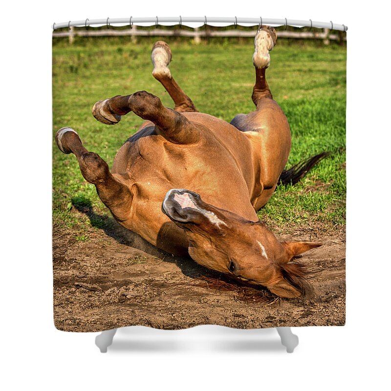 Airey Shower Curtain featuring the photograph Autumn Horses of Uxbridge #6 by Dee Potter