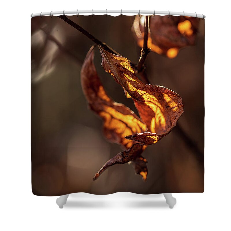 Landscape Shower Curtain featuring the photograph Nature Photography - Fall Leaves by Amelia Pearn