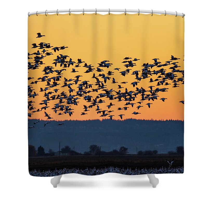 Outdoor; Sunset; Goose; Geese; Fly; Snow Geese; Avian; Storm; Waterfowl; Flock; Skagit Valley;twilight; Farm Land; Washington Shower Curtain featuring the digital art Snow geese in Skagit Valley #3 by Michael Lee