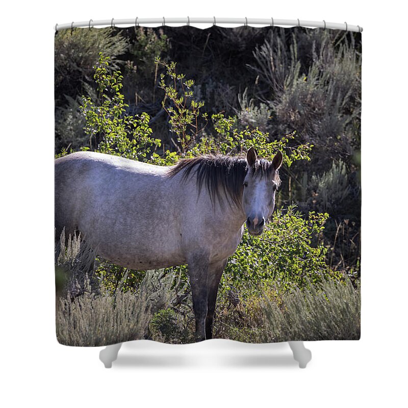 Horse Shower Curtain featuring the photograph Wild Horses #8 by Laura Terriere