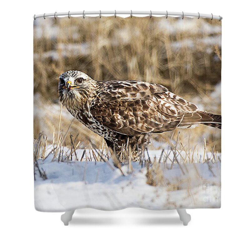 Bird Shower Curtain featuring the photograph Rough-legged Hawk #9 by Dennis Hammer