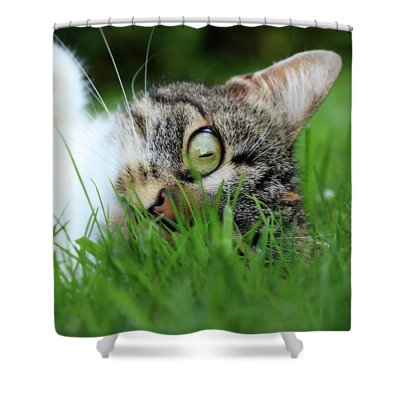 Domestic Cat Shower Curtain featuring the photograph Gaze of a domestic cat by Vaclav Sonnek