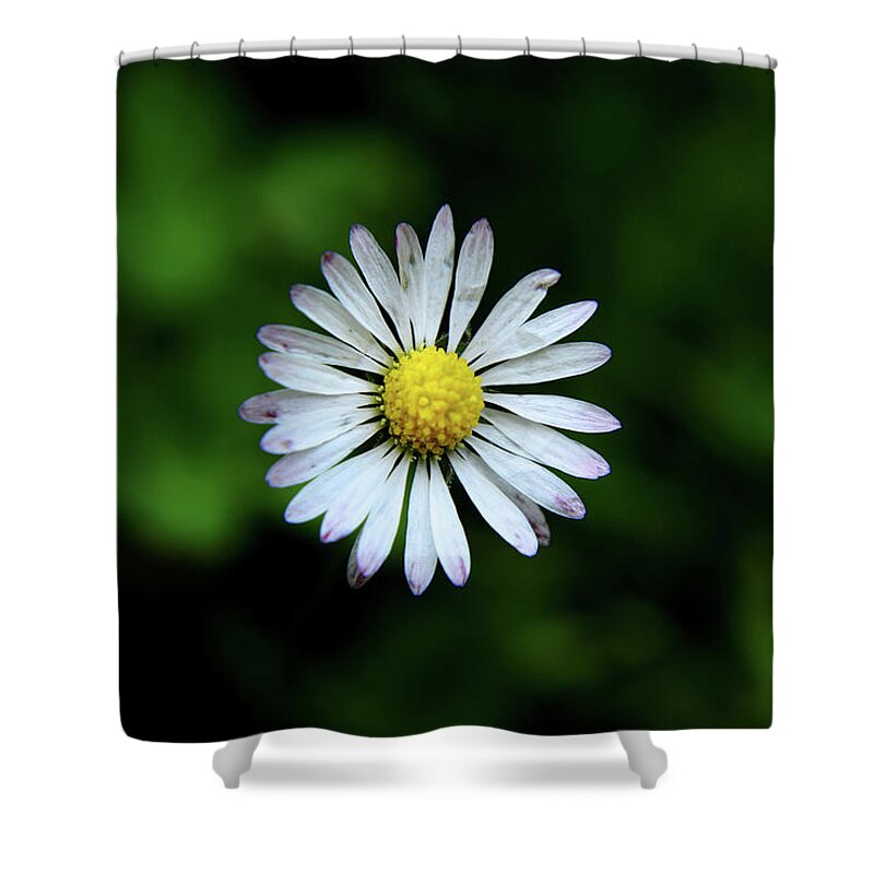 Bellis Perennis Shower Curtain featuring the photograph Beautiful Bellis Perennis in grass by Vaclav Sonnek