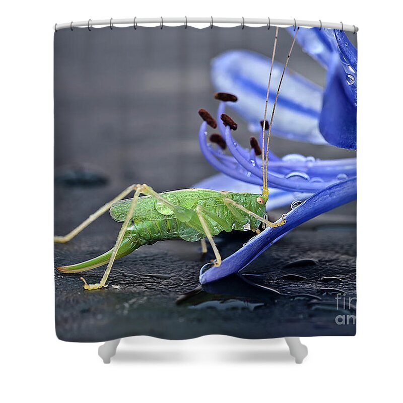 Beauty Beast Cricket Agapanthus Flower Insect Green Drinking Feeding Blue Action Macro Close Up Delightful Nature Beautiful Fantastic Magical Poetic Colorful Vivid Bright Humor Funny Fun Bizarre Thirsty Water Drops Climbing Climber Dew Shower Curtain featuring the photograph A BEAUTY AND A BEAST- the climber by Tatiana Bogracheva