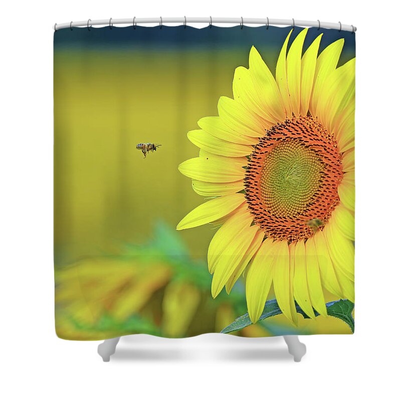  Shower Curtain featuring the photograph A Bee Flying toward a Sunflower by Shixing Wen