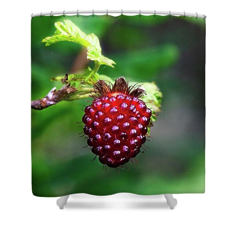 Alone Shower Curtain featuring the photograph A Berry Red Berry by David Desautel
