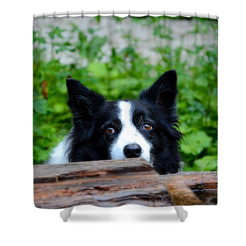 Dog Shower Curtain featuring the photograph A border collie is waiting for a task. by Bernhard Schaffer