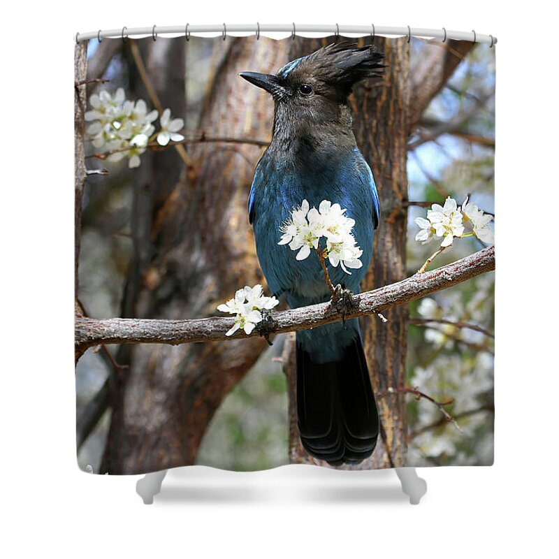 Stellers Jay Shower Curtain featuring the photograph A Bouquet for You by Donna Kennedy