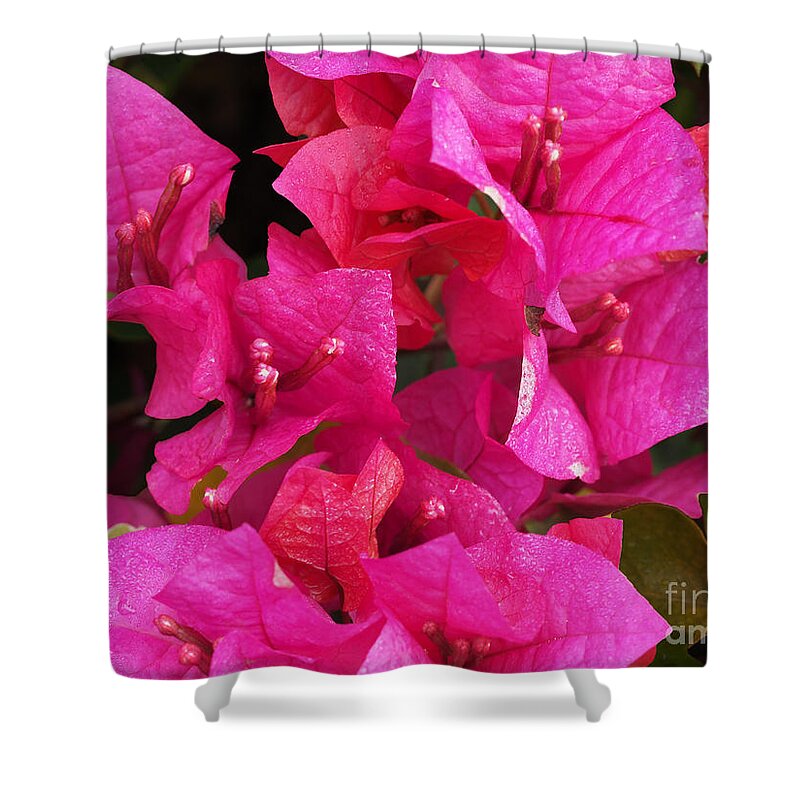 Bougainvillea Shower Curtain featuring the photograph A Bright Pink Bougainvillea  by L Bosco