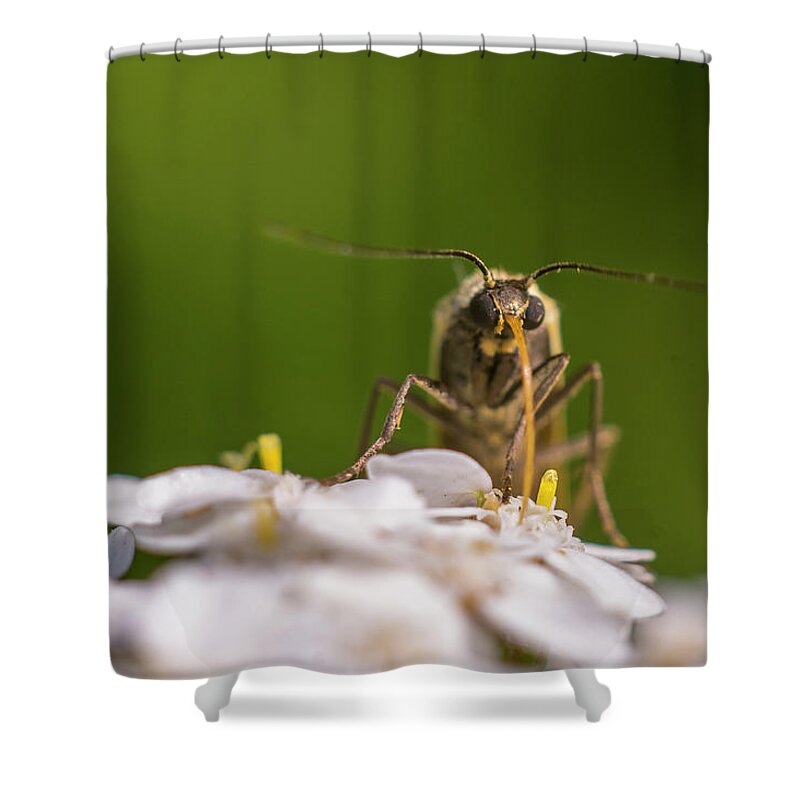 Nature Shower Curtain featuring the photograph A brown bug enjoying flower nectar by Maria Dimitrova