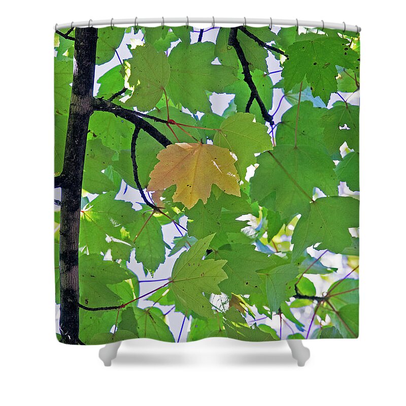 Background Shower Curtain featuring the photograph A Canopy Of Leaves by David Desautel