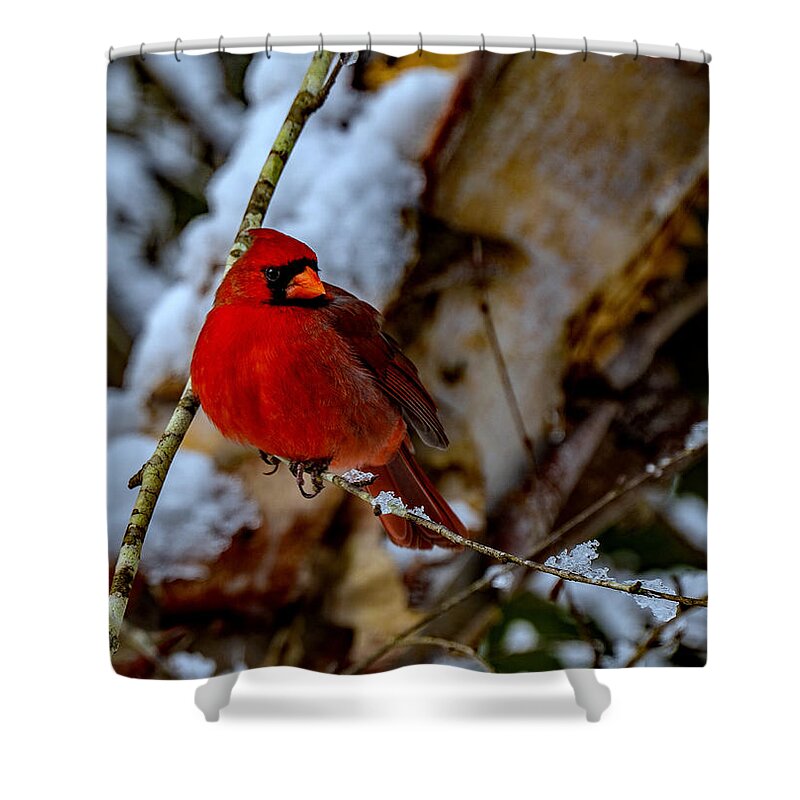 A Cardinal In Winter Prints Shower Curtain featuring the photograph A Cardinal In Winter by John Harding