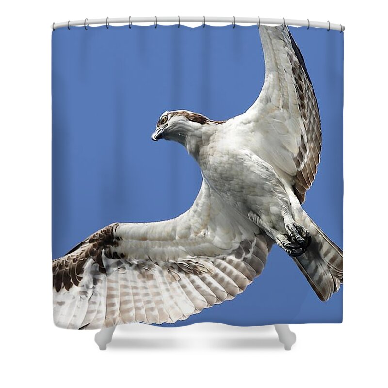 Osprey Shower Curtain featuring the photograph A Close-Up of Osprey by Mingming Jiang