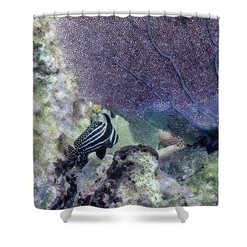 Animals Shower Curtain featuring the photograph A Different Drum by Lynne Browne