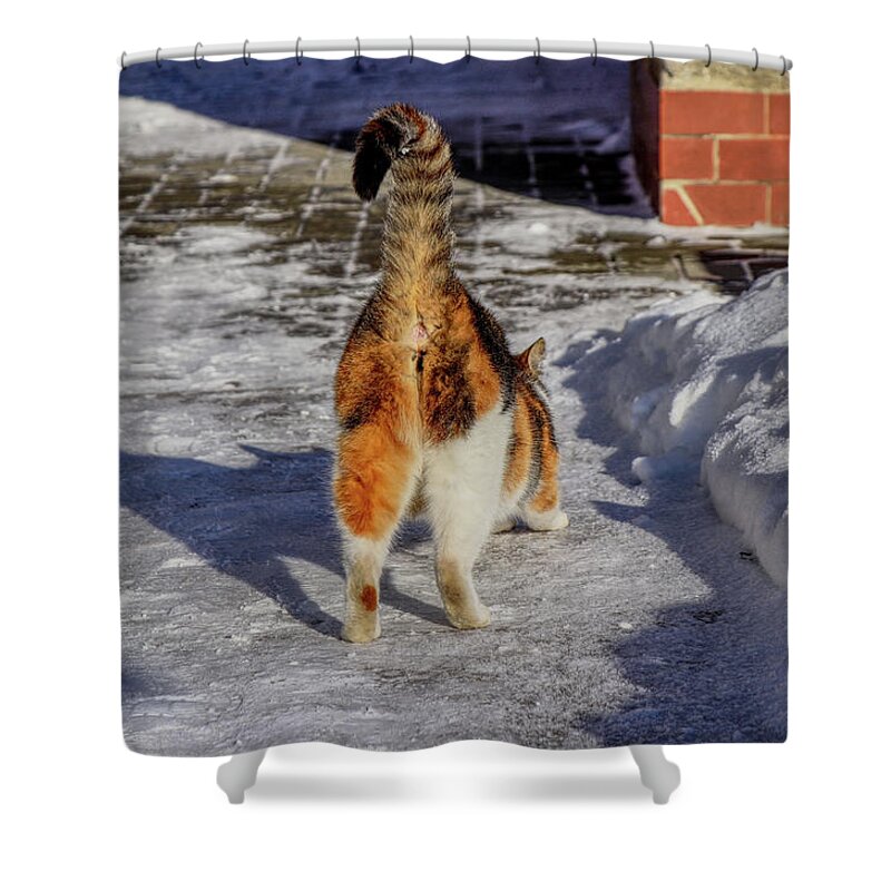 Liza Shower Curtain featuring the photograph A domestic cat is stretching the muscles in body after long night. A Beautiful colorful fur with big tail. She show us her animal ass by Vaclav Sonnek