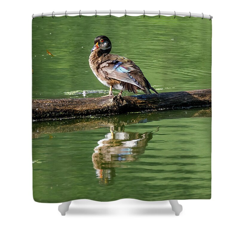 Duck Shower Curtain featuring the photograph A Duck by David Beechum