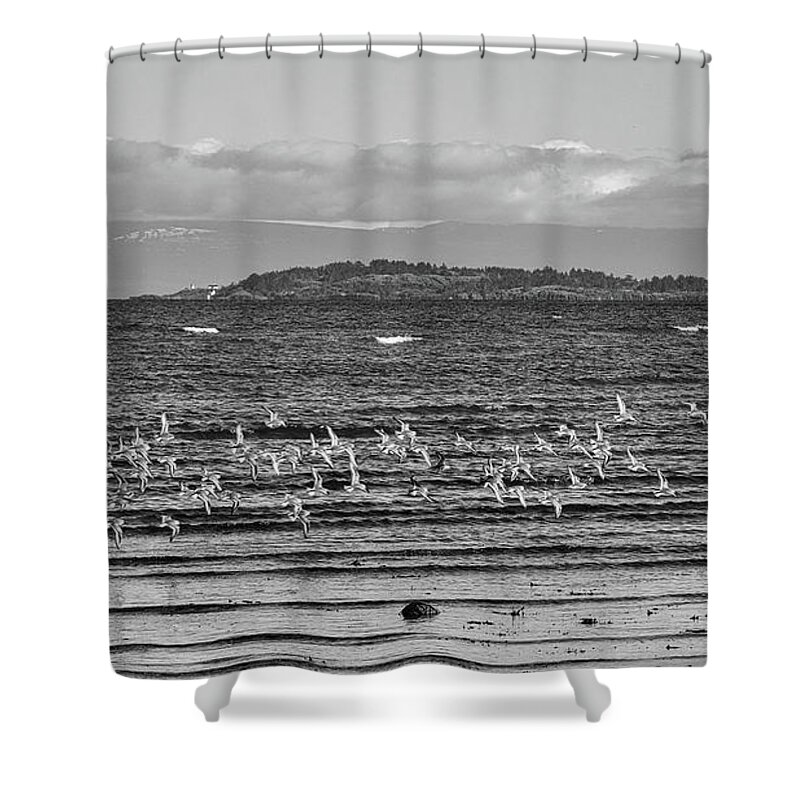 Seascape Shower Curtain featuring the photograph A Fling Of Dunlins Black and White by Allan Van Gasbeck