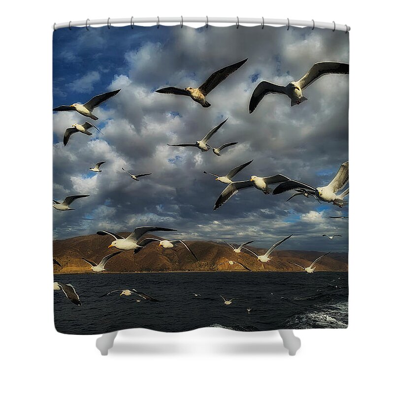 Photo Shower Curtain featuring the photograph A Flock of Seagulls by John A Rodriguez