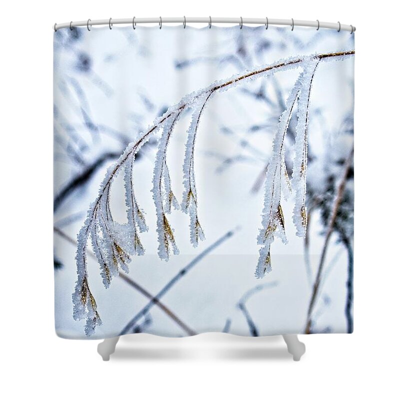 Background Shower Curtain featuring the photograph A Frozen Stalk of Grass by Loren Gilbert