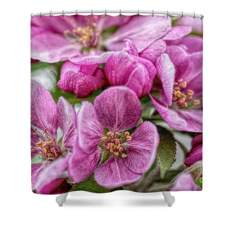 Crab-apple Shower Curtain featuring the photograph A Gathering Of Pink by Pamela Dunn-Parrish