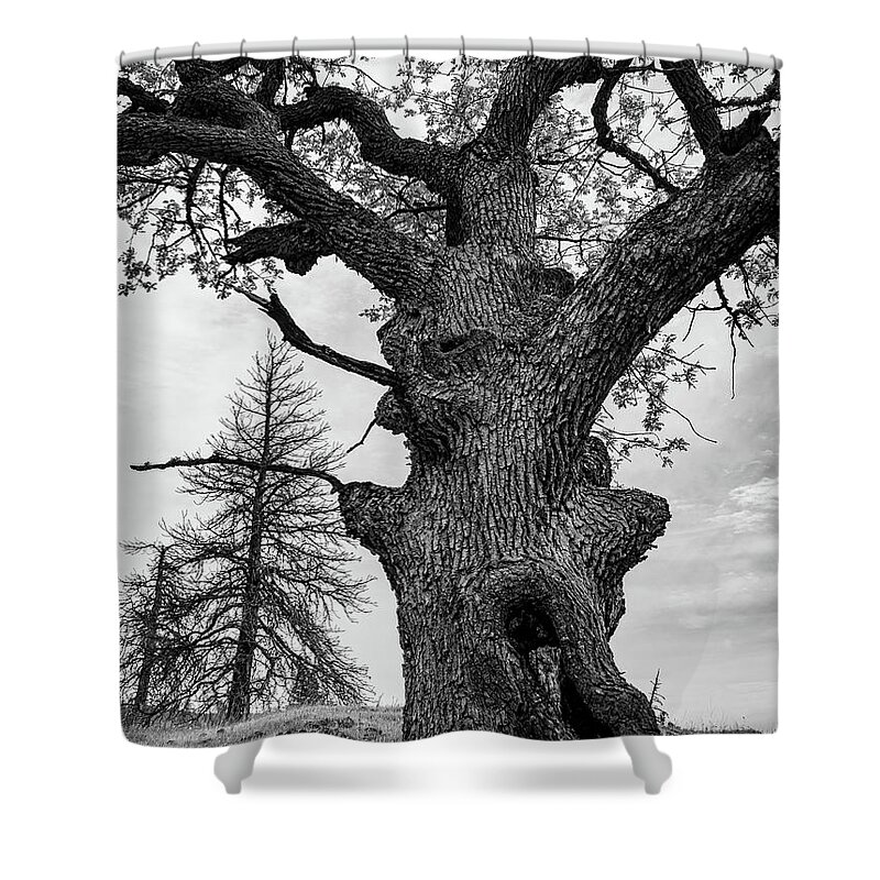 Black And White Shower Curtain featuring the photograph A Gnarly Oak Stands Tall by Leslie Struxness