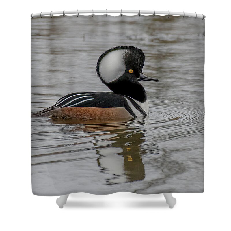 Hooded Merganser Shower Curtain featuring the photograph A Hoodie by Jerry Cahill