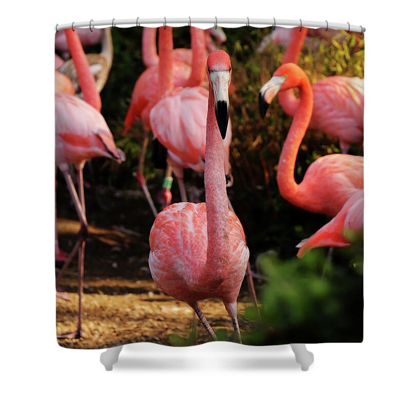 American Flamingo Shower Curtain featuring the photograph American flamingo - Hey, you stay by Vaclav Sonnek