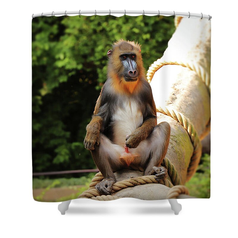 Mandrill Shower Curtain featuring the photograph Mandrillus sphinx sitting on the trunk by Vaclav Sonnek