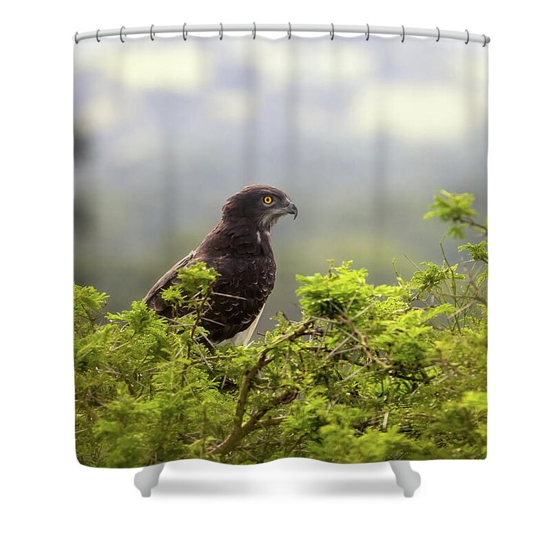 Martial Eagle Shower Curtain featuring the photograph A martial eagle, Polemaetus bellicosus, perched in a tree in Queen Elizabeth National Park, Uganda. This large eagle is now an endangered species. by Jane Rix