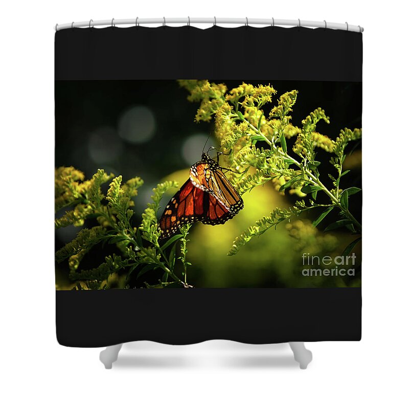 Center Stage Shower Curtain featuring the photograph A Monarch Butterfly by Rehna George