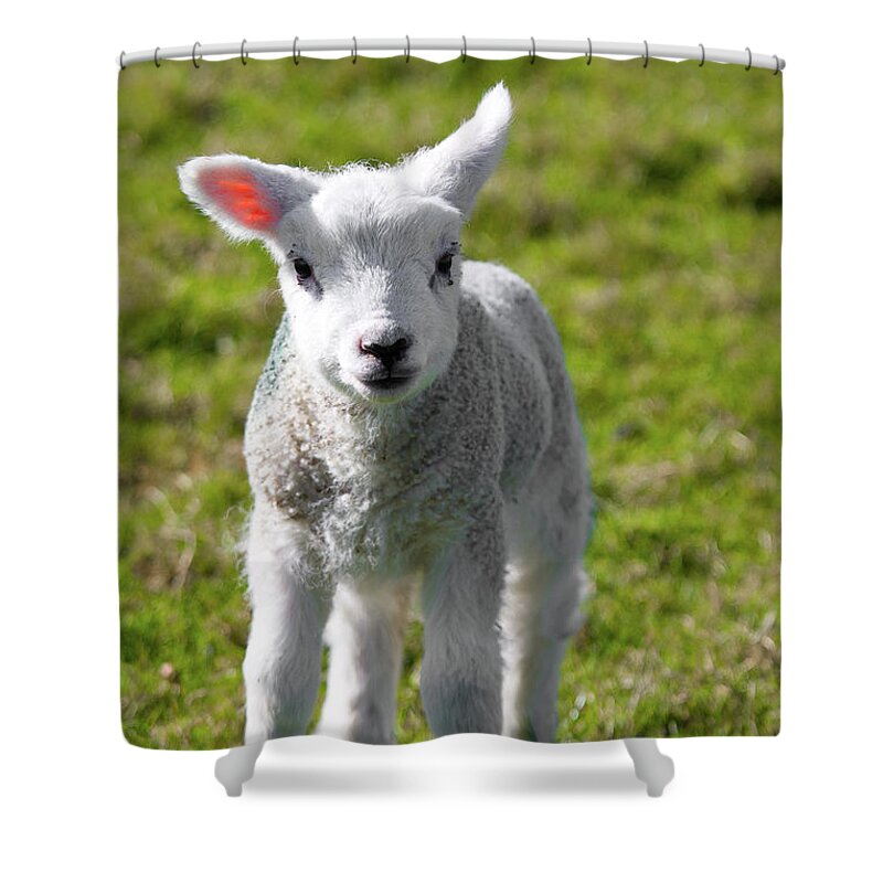Uk Shower Curtain featuring the photograph A Newborn Lamb, Carleton-In-Craven by Tom Holmes Photography