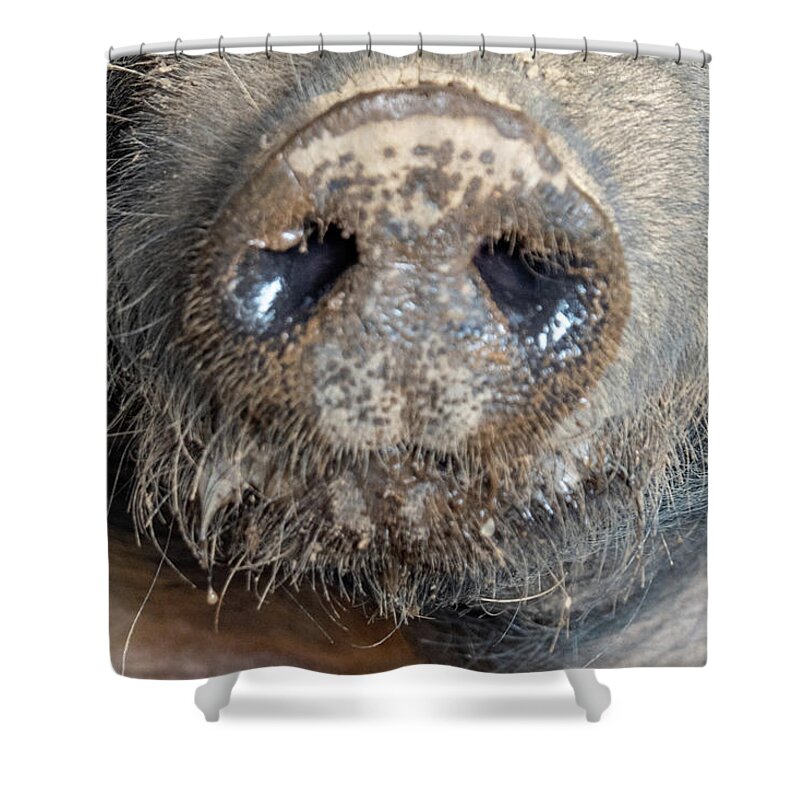 Pig Shower Curtain featuring the photograph A Nose Only a Mother Could Love by Leslie Struxness