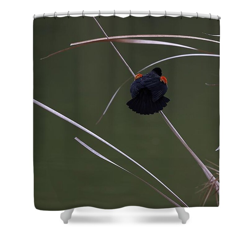 Black Bird Shower Curtain featuring the photograph A Painting with Just a Few Strokes by Mingming Jiang