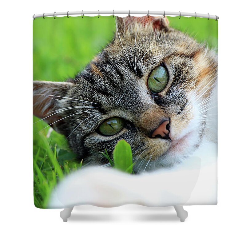 Golden Hour Shower Curtain featuring the photograph A part of body of domestic cat lying in grass and looking on camera in right moment by Vaclav Sonnek