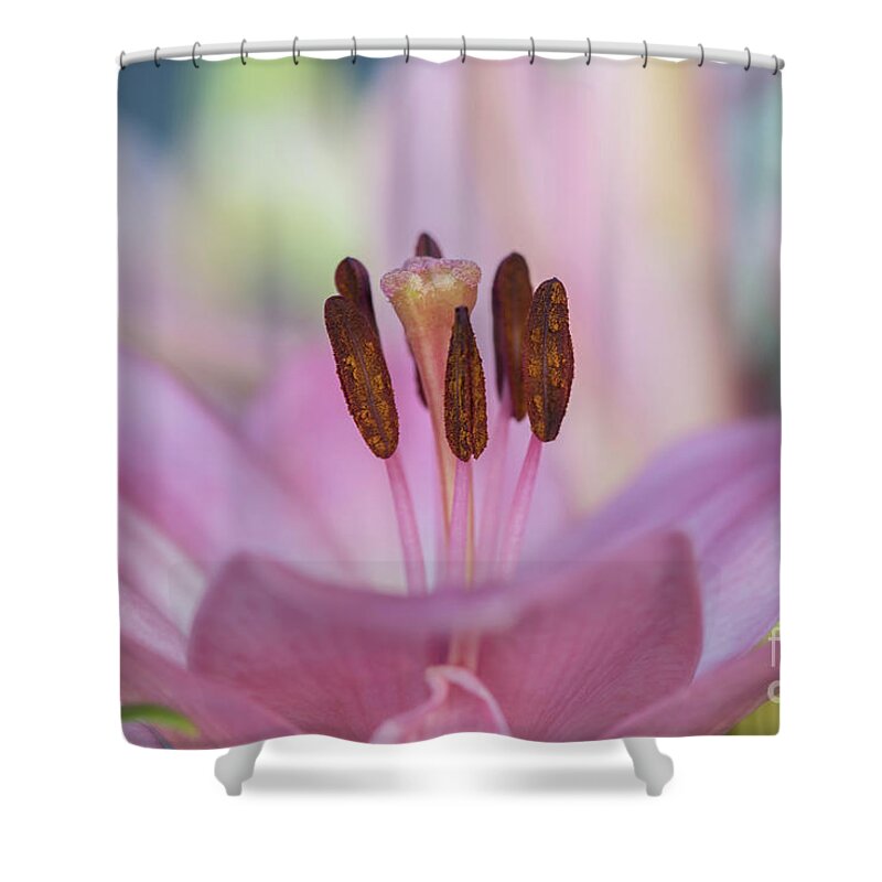 Plant Shower Curtain featuring the photograph A Pink Lily of Springtime by Nancy Gleason