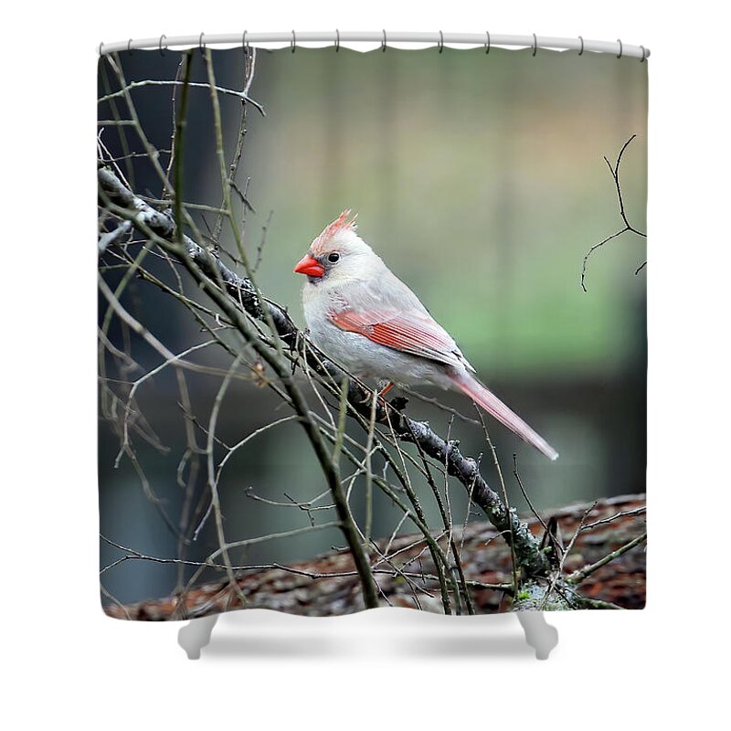 Northern Cardinal Shower Curtain featuring the photograph A Rare Northerner by Jennifer Robin