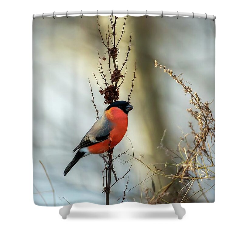 Pyrrhula Shower Curtain featuring the photograph A red beauty by Rose-Marie Karlsen